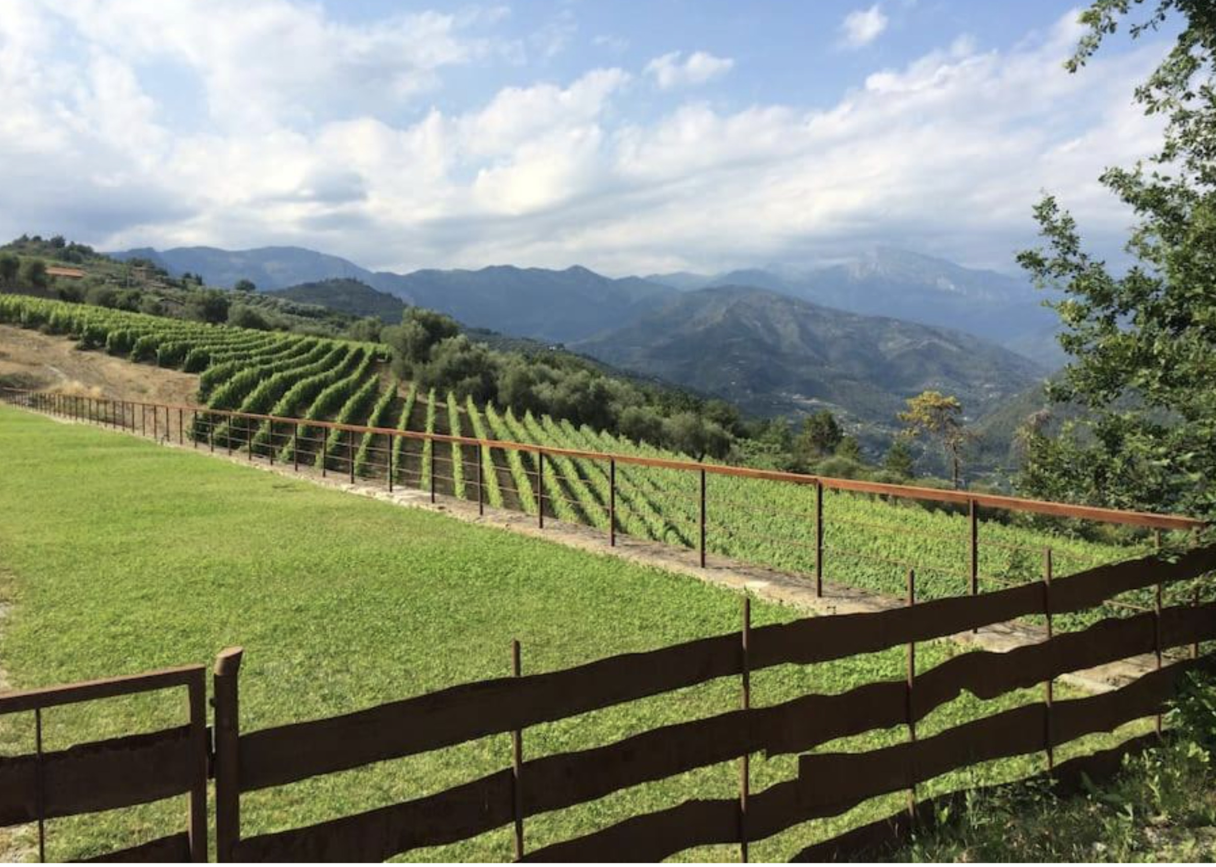 MAGNIFIQUE VIGNOBLE PROCHE DE MONACO
