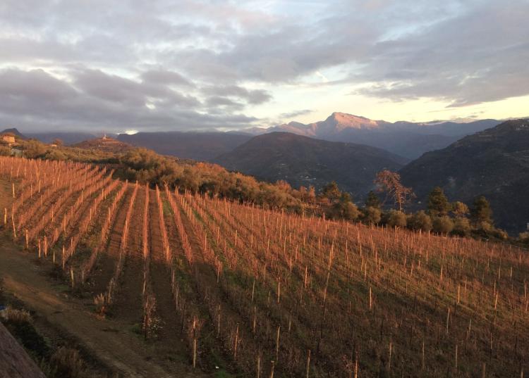 MAGNIFIQUE VIGNOBLE PROCHE DE MONACO